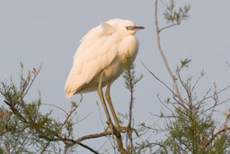 Héron garde-boeufs - Kuhreiher - Bubulcus ibis