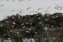 Flamant  - Flamingo - Phoenicopterus