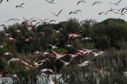 Flamant  - Flamingo - Phoenicopterus