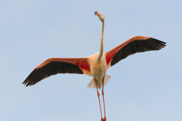 Flamant  - Flamingo - Phoenicopterus