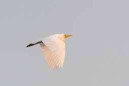 Héron garde-boeufs - Kuhreiher - Bubulcus ibis