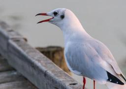 Mouette rieuse - Lachmöwe - Larus ridibundus