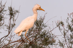 Héron garde-boeufs - Kuhreiher - Bubulcus ibis