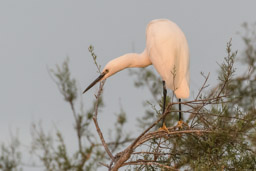 Aigrette garzette - Seidenreiher - Egretta garzetta