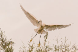 Aigrette garzette - Seidenreiher - Egretta garzetta