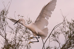 Aigrette garzette - Seidenreiher - Egretta garzetta