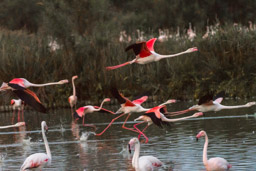 Flamant  - Flamingo - Phoenicopterus