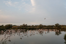 Flamant  - Flamingo - Phoenicopterus