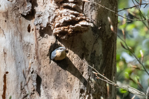 Auch er findet einen passenden Baum