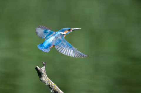 Eisvogel - Martin-pêcheur d'Europe - Alcedo atthis (La Sauge)