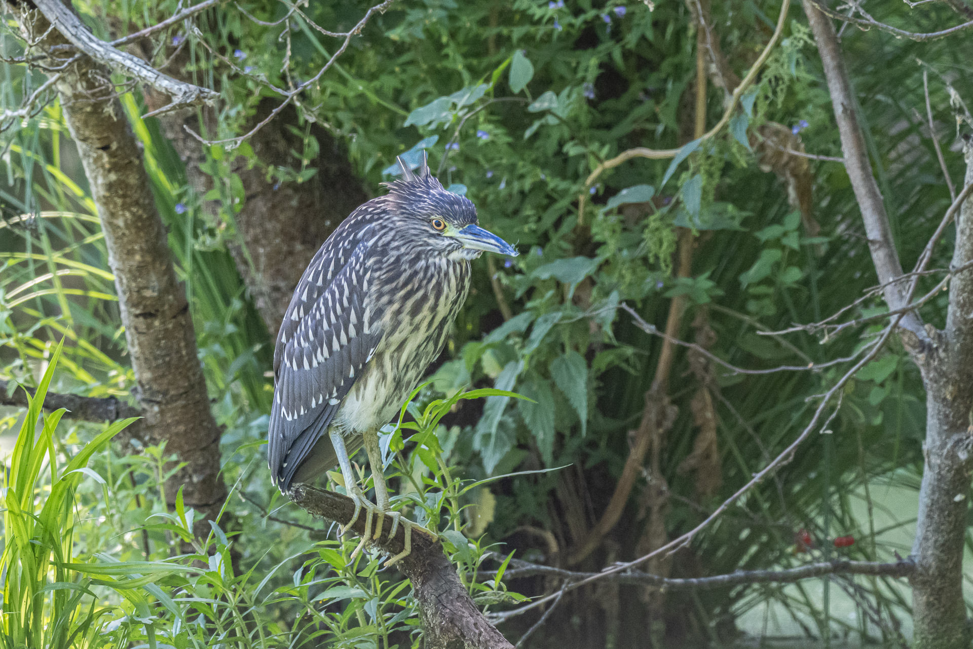 Nachtreiher - Bihoreau gris - Nycticorax nycticorax