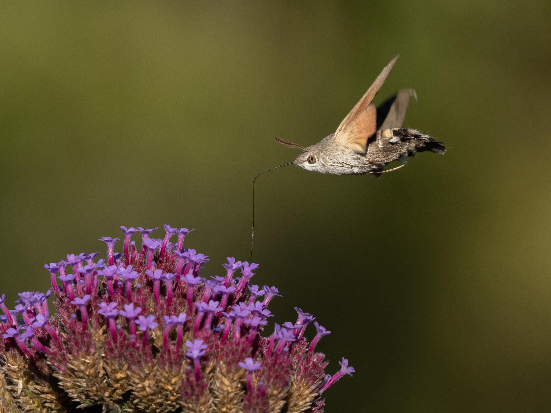 Taubenschwänzchen - Sphinx colibri  (Villars-sur-Glâne)