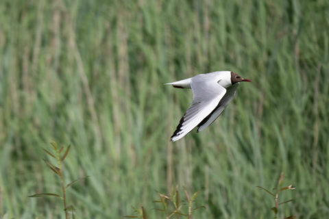 Lachmöwe - Mouette rieuse (Fanel)