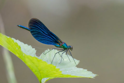 Blauflügel-Prachtlibelle - Caloptéryx vierge (Matran)