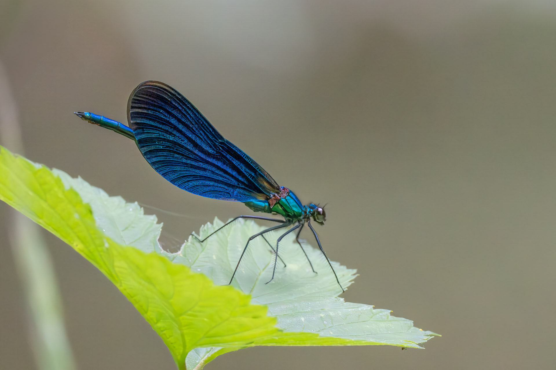 Blauflügel-Prachtlibelle - Caloptéryx vierge (Matran)