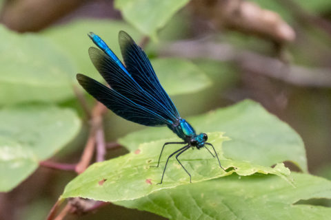 Blauflügel-Prachtlibelle - Caloptéryx vierge (Matran)