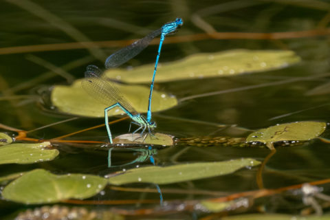 Azurjungfer - Coenagrion ()