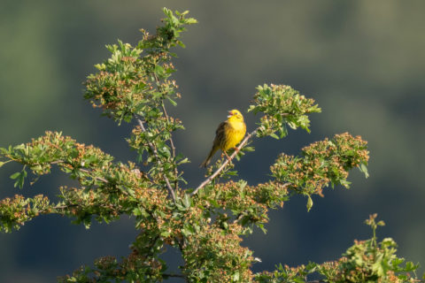 Goldammer - Bruant jaune (Auried)