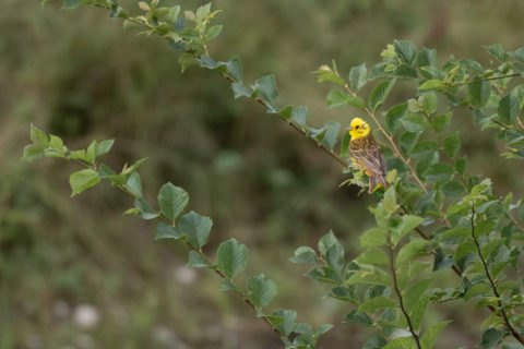 Goldammer - Bruant jaune (Auried)