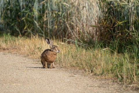 Hase - Lièvre (Fanel)