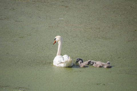 Höckerschwan - Cygne tuberculé (Fanel)