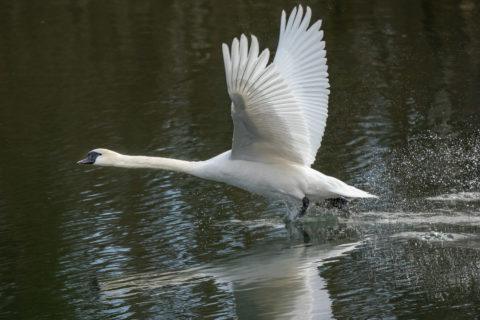 Höckerschwan - Cygne tuberculé (Fanel)