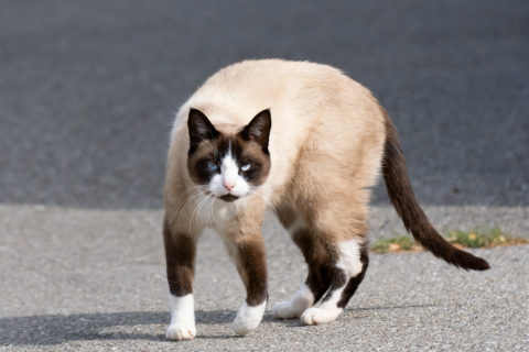 Katze - Chat (Villars-sur-Glâne)