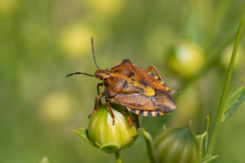 Nördliche Fruchtwanze - Carcoporis fuscispinus (Villars-sur-Glâne)