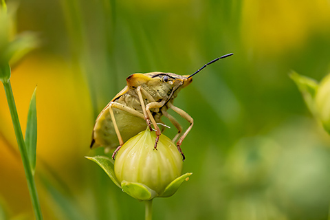 Nördliche Fruchtwanze - Carcoporis fuscispinus (Villars-sur-Glâne)