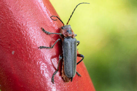 Gemeiner Weichkäfer - Cantharis fusca (Villars-sur-Glâne)