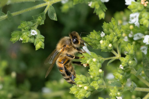 Biene - Abeille (Villars-sur-Glâne)