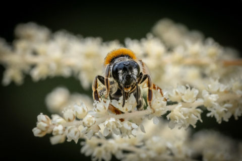 Rotschopfige Sandbiene - Andrena haemorrhoa (Villars-sur-Glâne)