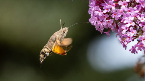 Taubenschwänzchen - Sphinx colibri  (Villars-sur-Glâne)