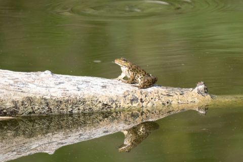 Seefrosch - Grenouille rieuse (La Sauge)