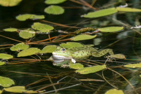 Teichfrosch - Grenouille verte (Posat)