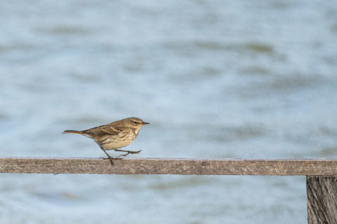 Bergpieper - Pipit spioncelle (Yverdon)