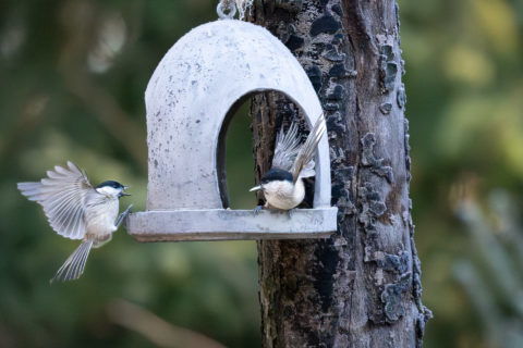 Sumpfmeise - Mésange nonnette (Bois de Moncor)