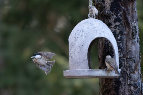 Sumpfmeise - Mésange nonnette (Bois de Moncor)