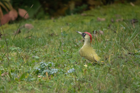 Grünspecht - Pic vert (Villars-sur-Glâne)