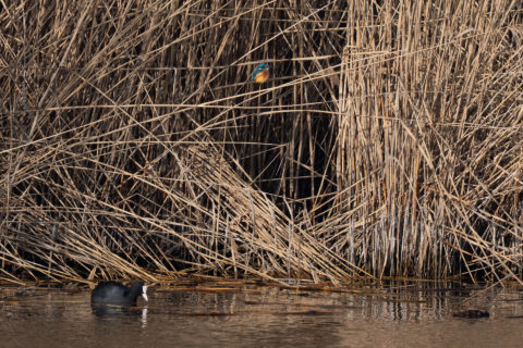 Eisvogel - Martin-pêcheur d'Europe (Champ-Pittet)