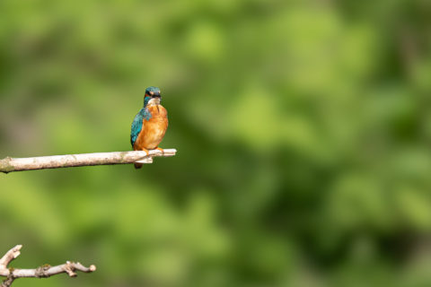 Eisvogel - Martin-pêcheur d'Europe (La Sauge)
