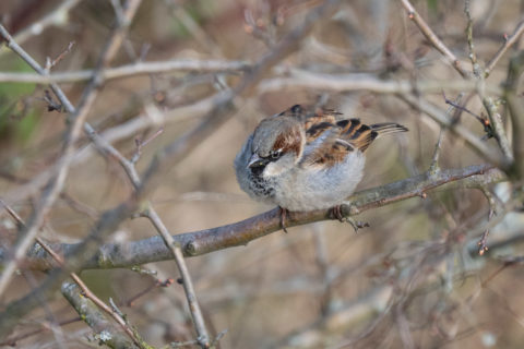 Haussperling - Moineau domestique (Grangettes)