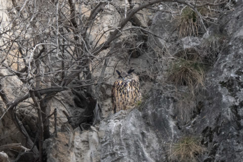 Uhu - Grand-duc (Six de Gru)