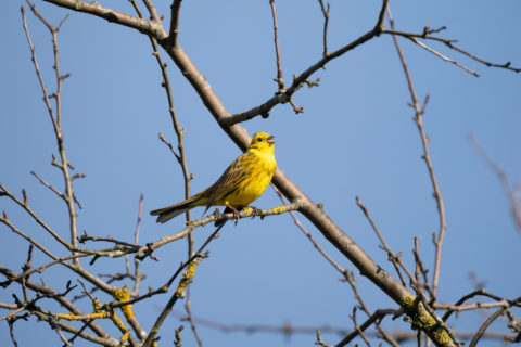 Goldammer - Bruant jaune (Auried)