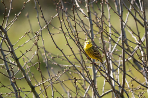 Goldammer - Bruant jaune (Auried)
