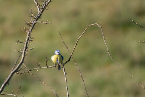 Blaumeise - Mésange bleue (Auried)