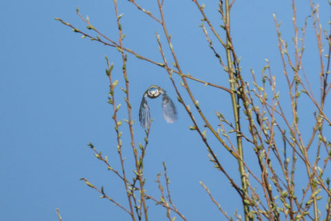 Blaumeise - Mésange bleue (Auried)