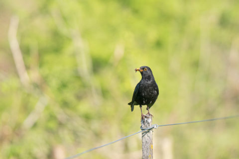 Amsel - Merle noir (Auried)