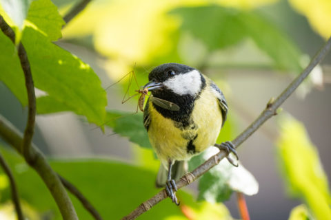 Kohlmeise - Mésange charbonnière (La Sauge)