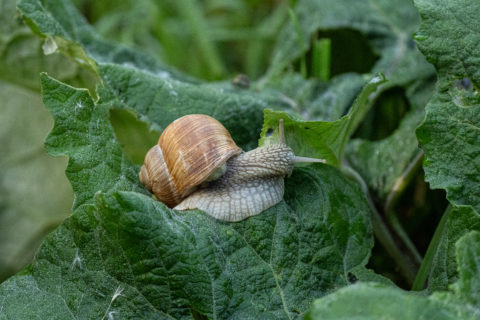 Weinbergschnecke - Escargot (La Sauge)
